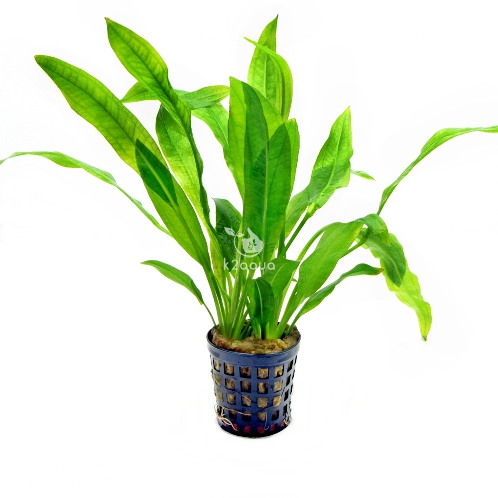 Echinodorus Amazonicus Amazon Sword Live Aquatic Plant Shrimp Fresh